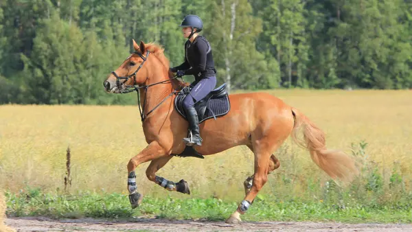 Hopp och dressyrläger